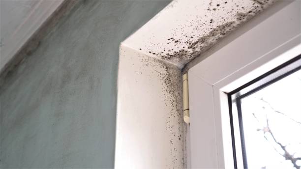 Best Residential Mold Remediation in Norco, LA
