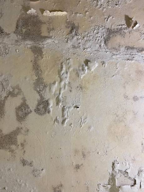 Best Kitchen Mold Remediation in Norco, LA