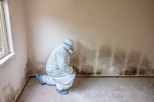 Reliable Norco, LA Mold Remediation Solutions